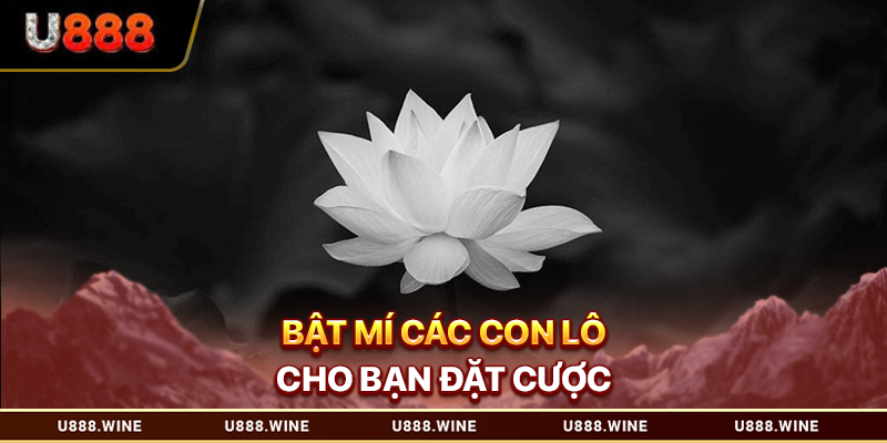 Bật mí các con lô cho bạn đặt cược