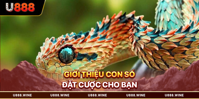 Giới thiệu con số đặt cược cho bạn
